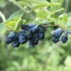 Honigbeere / Sibirische Blaubeere 'Eisbär' ® -Günstiges Erd Seele Geschäft honigbeere sibirische blaubeere eisbaer m057237 h 0