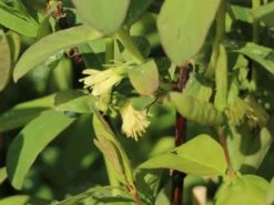 Honigbeere / Sibirische Blaubeere 'Kalinka' ® 9 Honigbeere / Sibirische Blaubeere 'Kalinka' ® -Günstiges Erd Seele Geschäft honigbeere sibirische blaubeere kalinka m057242 w 0