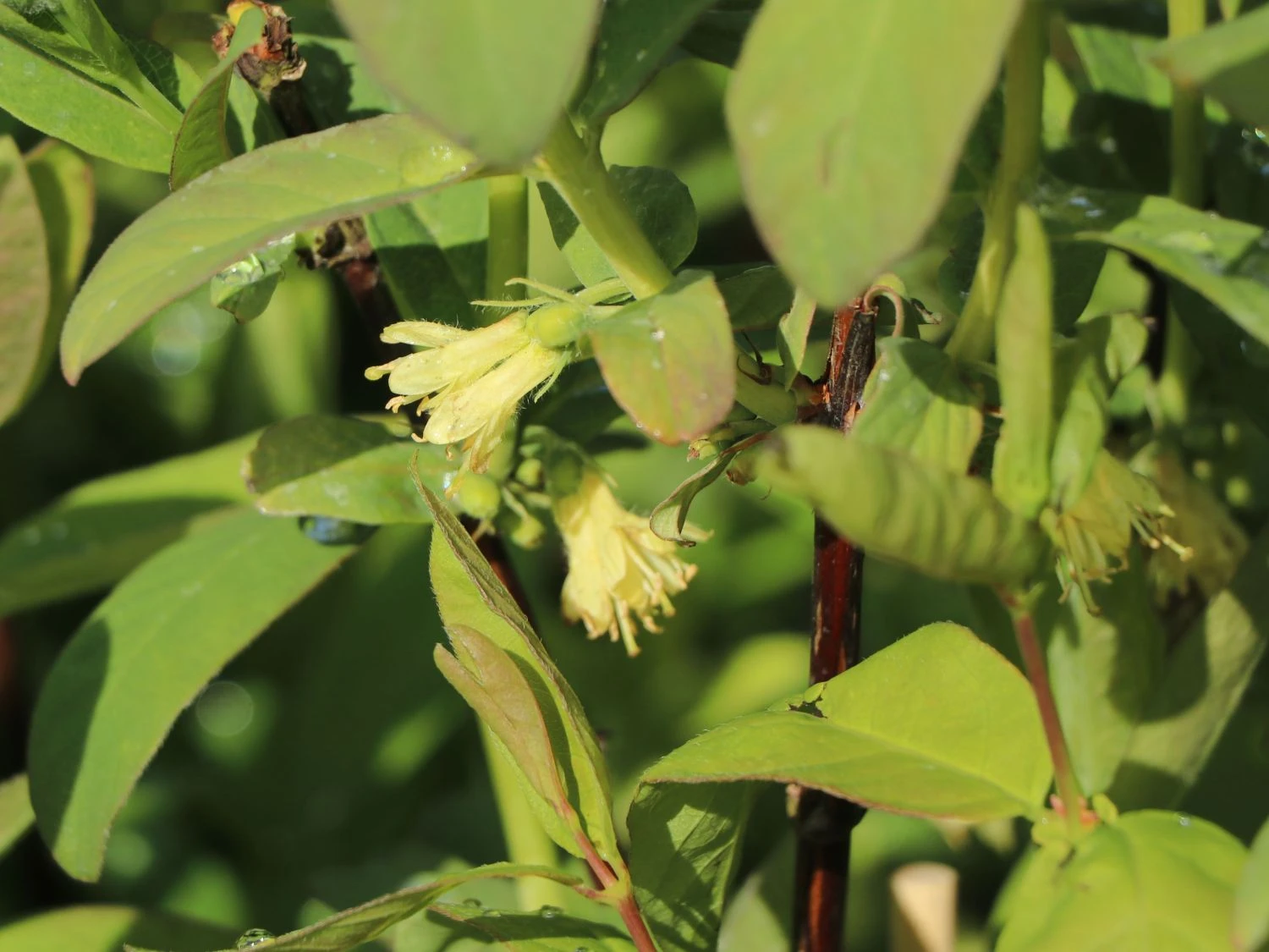 Honigbeere / Sibirische Blaubeere 'Kalinka' ® 6 Honigbeere / Sibirische Blaubeere 'Kalinka' ® – Bild 4