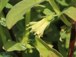 Honigbeere / Sibirische Blaubeere 'Kalinka' ® 7 Honigbeere / Sibirische Blaubeere 'Kalinka' ® -Günstiges Erd Seele Geschäft honigbeere sibirische blaubeere kalinka m057242 w 1