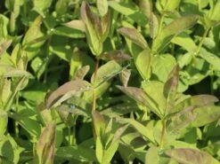 Honigbeere / Sibirische Blaubeere 'Kalinka' ® 8 Honigbeere / Sibirische Blaubeere 'Kalinka' ® -Günstiges Erd Seele Geschäft honigbeere sibirische blaubeere kalinka m057242 w 2