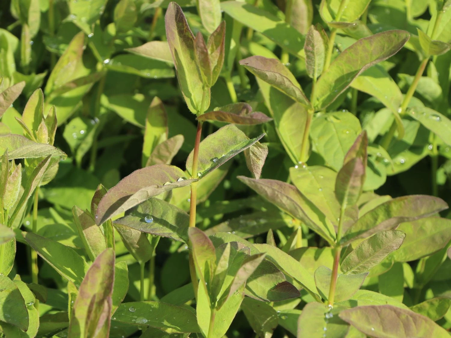 Honigbeere / Sibirische Blaubeere 'Kalinka' ® 5 Honigbeere / Sibirische Blaubeere 'Kalinka' ® – Bild 3