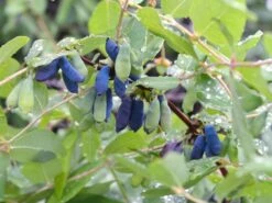 Honigbeere / Sibirische Blaubeere 'Morena'