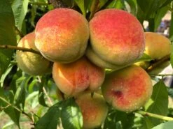 Honigpfirsich 'Honeysun' ® -Günstiges Erd Seele Geschäft honigpfirsich honeysun m102671 420379 0