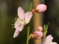 Honigpfirsich 'Honeysun' ® -Günstiges Erd Seele Geschäft honigpfirsich honeysun m102671 w 0