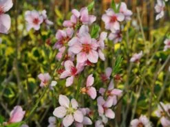 Honigpfirsich 'Honeysun' ® -Günstiges Erd Seele Geschäft honigpfirsich honeysun m102671 w 1