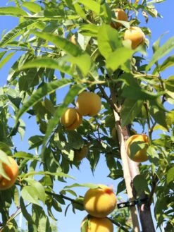 Honigpfirsich 'Honeysun' ® -Günstiges Erd Seele Geschäft honigpfirsich honeysun m102671 w 2