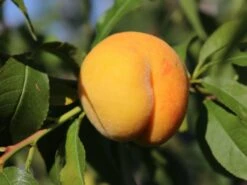 Honigpfirsich 'Honeysun' ® -Günstiges Erd Seele Geschäft honigpfirsich honeysun m102671 w 3