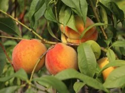 Honigpfirsich 'Honeysun' ® -Günstiges Erd Seele Geschäft honigpfirsich honeysun m102671 w 4