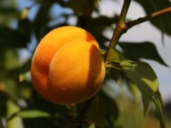 Honigpfirsich 'Honeysun' ® -Günstiges Erd Seele Geschäft honigpfirsich honeysun m102671 w 6