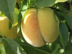 Honigpfirsich 'Honeysun' ® -Günstiges Erd Seele Geschäft honigpfirsich honeysun m102671 w 7