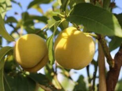 Honigpfirsich 'Honeysun' ® -Günstiges Erd Seele Geschäft honigpfirsich honeysun m102671 w 8