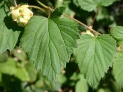 Hopfen -Günstiges Erd Seele Geschäft hopfen m009048 w 0