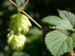 Hopfen -Günstiges Erd Seele Geschäft hopfen m009048 w 1