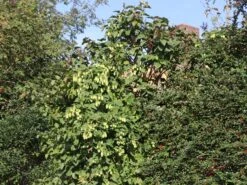 Hopfen -Günstiges Erd Seele Geschäft hopfen m009048 w 3