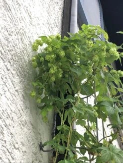 Hopfen 'Magnum' -Günstiges Erd Seele Geschäft hopfen magnum m054486 1165574 0