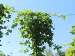 Hopfen 'Northern Brew' 9 Hopfen 'Northern Brew' -Günstiges Erd Seele Geschäft hopfen northern brew m054489 w 0