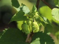 Hopfen 'Northern Brew' 10 Hopfen 'Northern Brew' -Günstiges Erd Seele Geschäft hopfen northern brew m054489 w 1