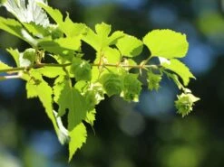 Hopfen 'Northern Brew' 11 Hopfen 'Northern Brew' -Günstiges Erd Seele Geschäft hopfen northern brew m054489 w 2