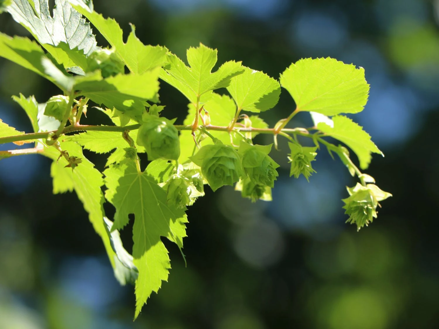 Hopfen 'Northern Brew' 7 Hopfen 'Northern Brew' – Bild 5