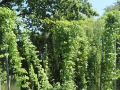 Hopfen 'Northern Brew' 8 Hopfen 'Northern Brew' -Günstiges Erd Seele Geschäft hopfen northern brew m054489 w 3