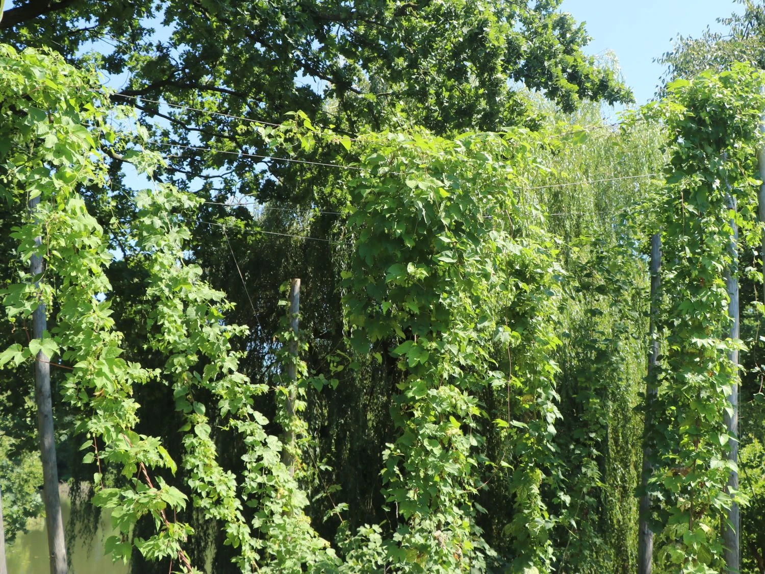 Hopfen 'Northern Brew' 4 Hopfen 'Northern Brew' – Bild 2