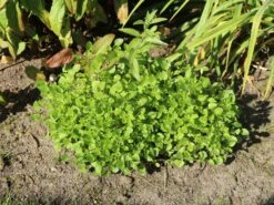 Hornveilchen / Gehörntes Stiefmütterchen 'Beshlie' 15 Hornveilchen / Gehörntes Stiefmütterchen 'Beshlie' -Günstiges Erd Seele Geschäft hornveilchen gehoerntes stiefmuetterchen beshlie m060755 w 0