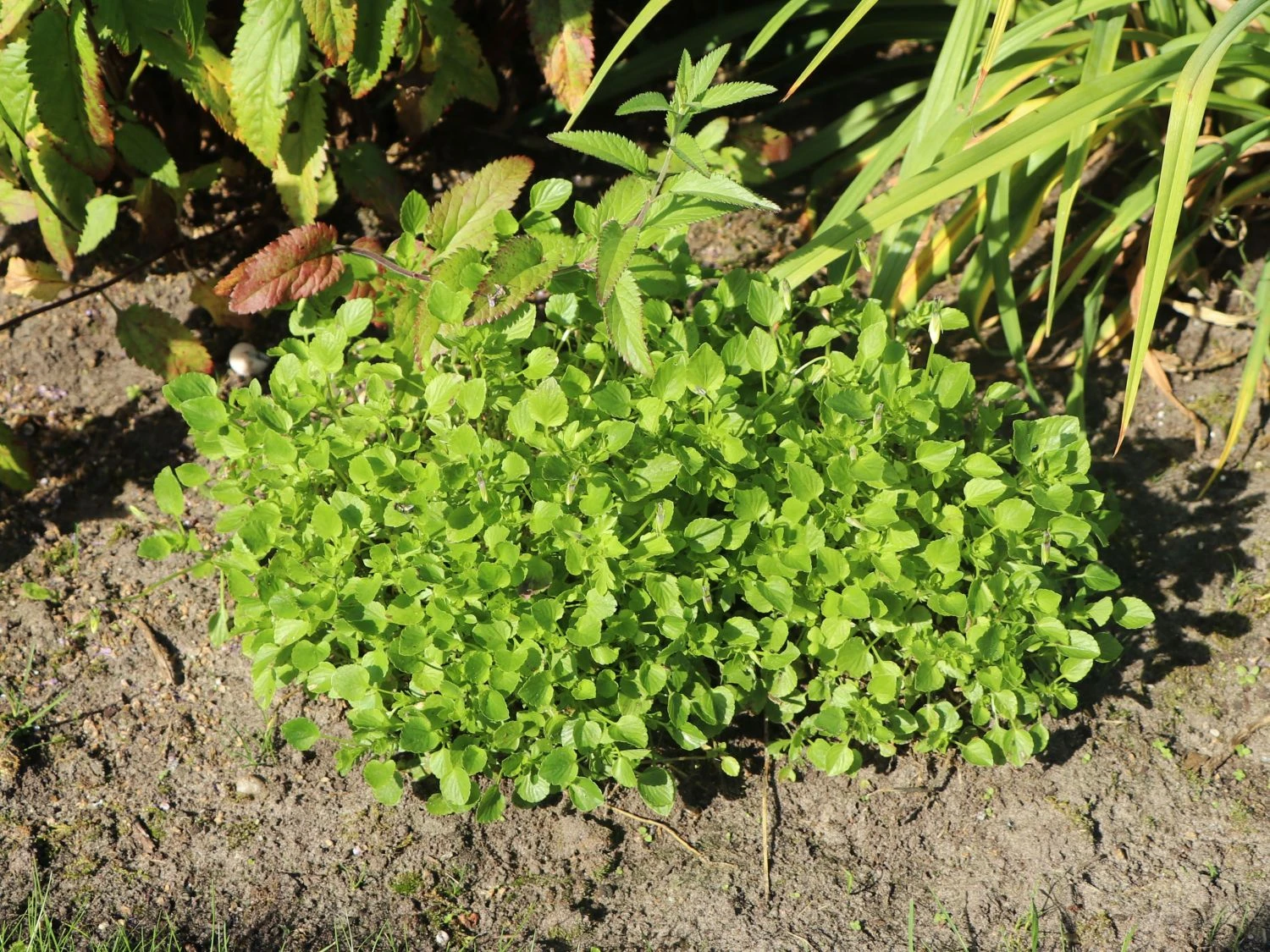 Hornveilchen / Gehörntes Stiefmütterchen 'Beshlie' 6 Hornveilchen / Gehörntes Stiefmütterchen 'Beshlie' – Bild 4