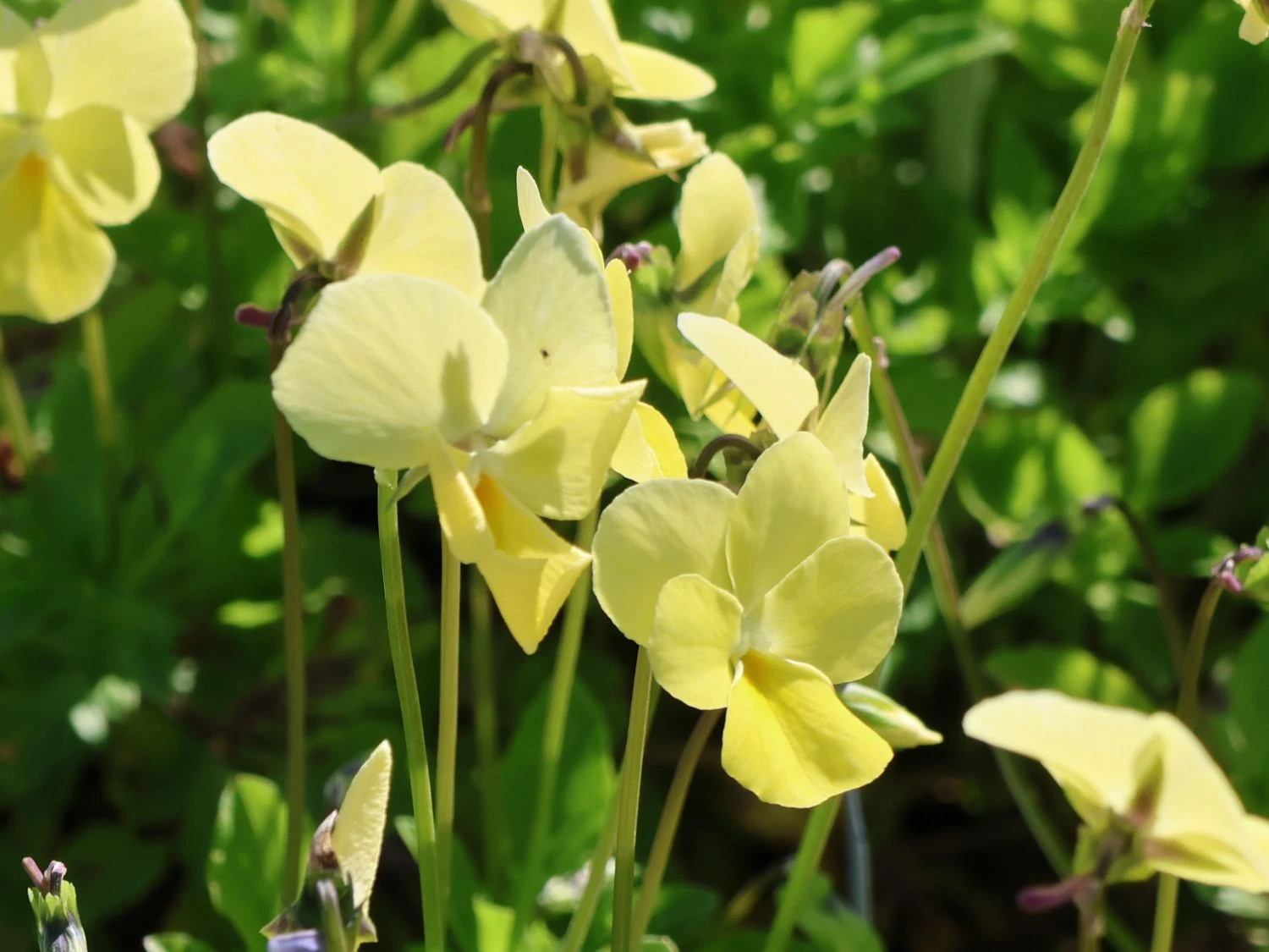 Hornveilchen / Gehörntes Stiefmütterchen 'Beshlie' 8 Hornveilchen / Gehörntes Stiefmütterchen 'Beshlie' – Bild 6