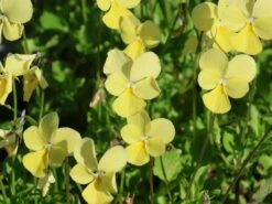 Hornveilchen / Gehörntes Stiefmütterchen 'Beshlie' 19 Hornveilchen / Gehörntes Stiefmütterchen 'Beshlie' -Günstiges Erd Seele Geschäft hornveilchen gehoerntes stiefmuetterchen beshlie m060755 w 2