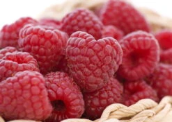 Himbeere 'Sanibelle' ®