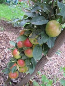 Säulenapfel 'Redcats' -Günstiges Erd Seele Geschäft i46457 Saeulenapfel Redcats 188744 0