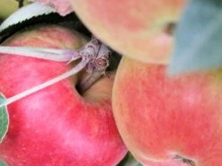 Säulenapfel 'Redcats' -Günstiges Erd Seele Geschäft i46457 Saeulenapfel Redcats 188744 1