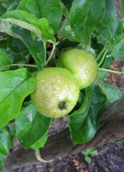 Säulenapfel 'Goldcats' -Günstiges Erd Seele Geschäft i46462 Saeulenobst Goldcats 188744 0