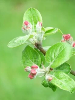 Familienbaum Apfel '3 Verschiedene Sorten' -Günstiges Erd Seele Geschäft i46655 Familienbaum Apfel drei verschiedene Sorten wie z B Sommer Herbst Winterapfel 298292 1