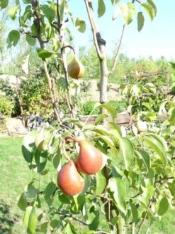 Familienbaum Birne '3 Verschiedene Sorten' 5 Familienbaum Birne '3 Verschiedene Sorten' -Günstiges Erd Seele Geschäft i51146 Familienbaum Birne drei verschiedene Sorten wie zB Sommer Herbst Winterbirne 298292 0