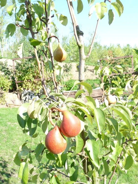 Familienbaum Birne '3 Verschiedene Sorten' 4 Familienbaum Birne '3 Verschiedene Sorten' – Bild 2