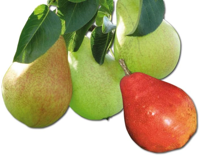 Familienbaum Birne '3 Verschiedene Sorten' 3 Familienbaum Birne '3 Verschiedene Sorten'