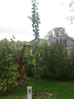 Aprikose 'Säulenaprikose' -Günstiges Erd Seele Geschäft i51320 Aprikose Saeulenaprikose 316296 0