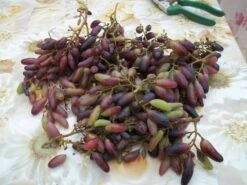 Weintraube 'Souvenir' ® / 'Datteltraube' 16 Weintraube 'Souvenir' ® / 'Datteltraube' -Günstiges Erd Seele Geschäft i52529 Weintraube Souvenir Datteltraube 193676 0