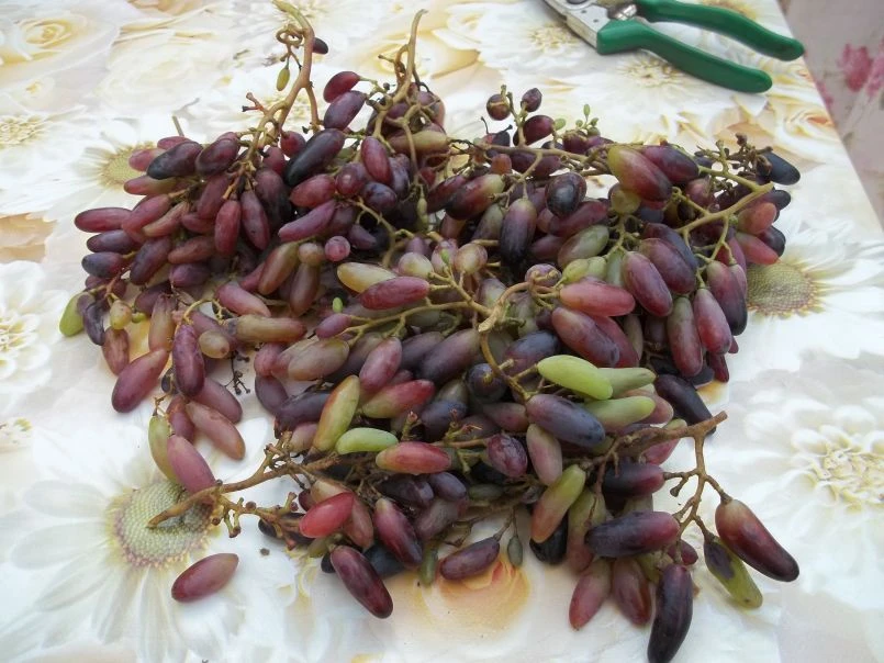 Weintraube 'Souvenir' ® / 'Datteltraube' 9 Weintraube 'Souvenir' ® / 'Datteltraube' – Bild 7