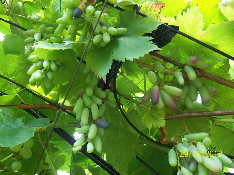 Weintraube 'Souvenir' ® / 'Datteltraube' 10 Weintraube 'Souvenir' ® / 'Datteltraube' – Bild 8