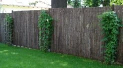 Hopfen -Günstiges Erd Seele Geschäft i9048 Hopfen 123693 0