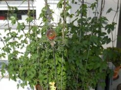 Hopfen -Günstiges Erd Seele Geschäft i9048 Hopfen 72459 0