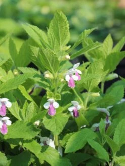 Immenblatt 'Royal Velvet Distinction' ® -Günstiges Erd Seele Geschäft immenblatt royal velvet distinction m059497 w 1