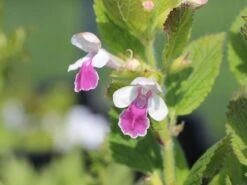 Immenblatt 'Royal Velvet Distinction' ® -Günstiges Erd Seele Geschäft immenblatt royal velvet distinction m059497 w 2