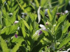 Immenblatt 'Royal Velvet Distinction' ® -Günstiges Erd Seele Geschäft immenblatt royal velvet distinction m059497 w 3