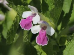 Immenblatt 'Royal Velvet Distinction' ® -Günstiges Erd Seele Geschäft immenblatt royal velvet distinction m059497 w 4