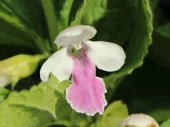 Immenblatt 'Royal Velvet Distinction' ® -Günstiges Erd Seele Geschäft immenblatt royal velvet distinction m059497 w 5