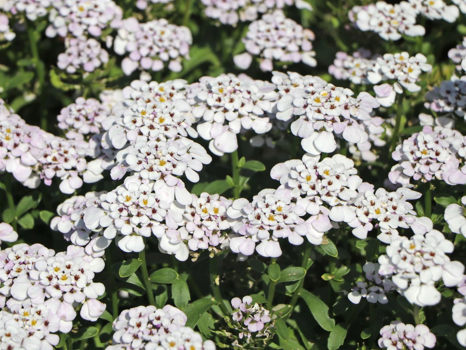 Immergrüne Schleifenblume 'Masterpiece' ® 3 Immergrüne Schleifenblume 'Masterpiece' ®